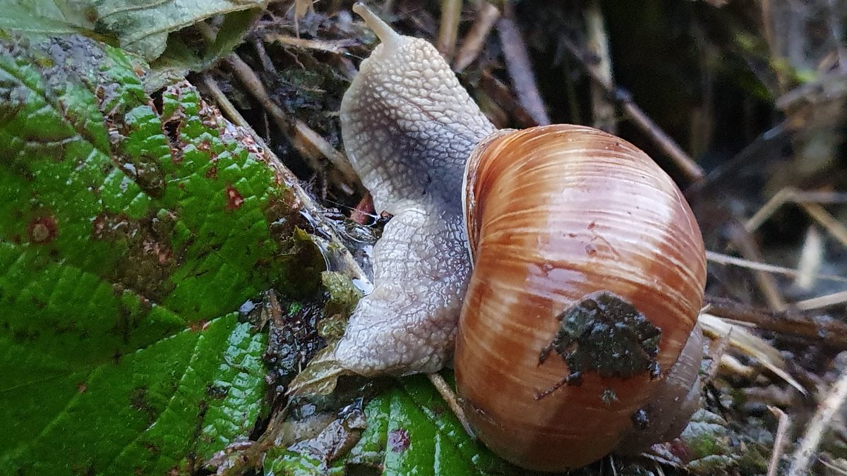 Heleenverduijn's tweet photo. Op stap met @pvalstar werd ik verrast door heul veul naaktslakken, gewone wijngaardslakken. Maar ook parnassia in #Vinetaduin @ZHLandschap @NPHollandsduin https://t.co/KhEd46BiQm