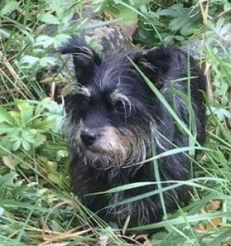 millypod1's tweet photo. 🆘14 AUG 2021. BUSSELL #Lost #ScanMe
ELDERLY Black Terrier Cross Female
Home Farm #Filkins #Lechlade #Gloucestershire #GL7 #Cotswolds
No sightings 😩 Bussell is 14 years old & Deaf ☹️
SIGHTINGS PLZ ☎️07771 850216/ 01367 850216
https://t.co/e3ljtbjbpx https://t.co/fMWm1nTLzU