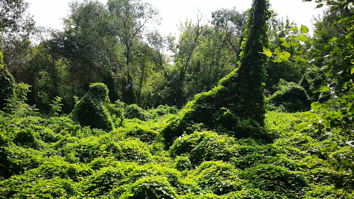 Решил расширить географию своих велопоездок. Принял участие в 3-дневном велопоходе по Шигонскому р-ну. Получил массу эмоций, почувствовал на себе, что значит крутить педали 13 ч. к ряду и насколько сложно может быть преодоление 3 км трассы, пролегающей по густому лесу и болотам.