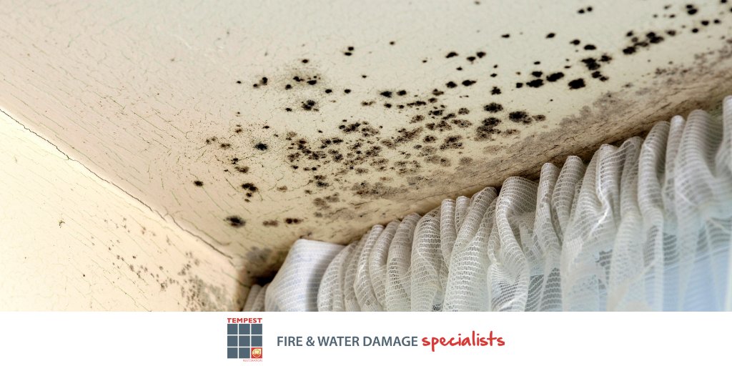 tempestrestor's tweet image. Causes of damp and mould

Mould and damp are caused by excess moisture. Moisture in buildings can be caused by leaking pipes, rising damp in basements or ground floors, or rain seeping in because of damage to the roof or around window frames

#DampProblems #MouldProblems