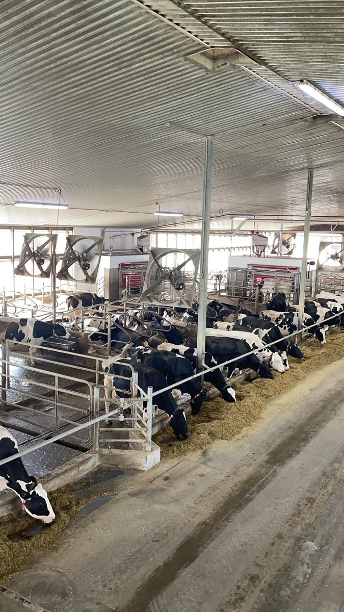 After 1 year into milking with robots in the retro fit we are 12L/ cow average higher in production with same components! Goal is still to pass 50L/ cow in the next year. I’m sure <a href="/JaimeA33/">Jaime</a> will make it happen #roadto50L #faralaryfun