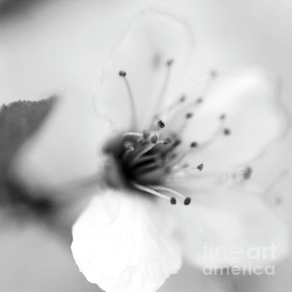 GingrichPhoto's tweet photo. New artwork for sale! - "Flower-0134a" - https://t.co/Aa6nfwH8jy @fineartamerica https://t.co/tdZowztePA