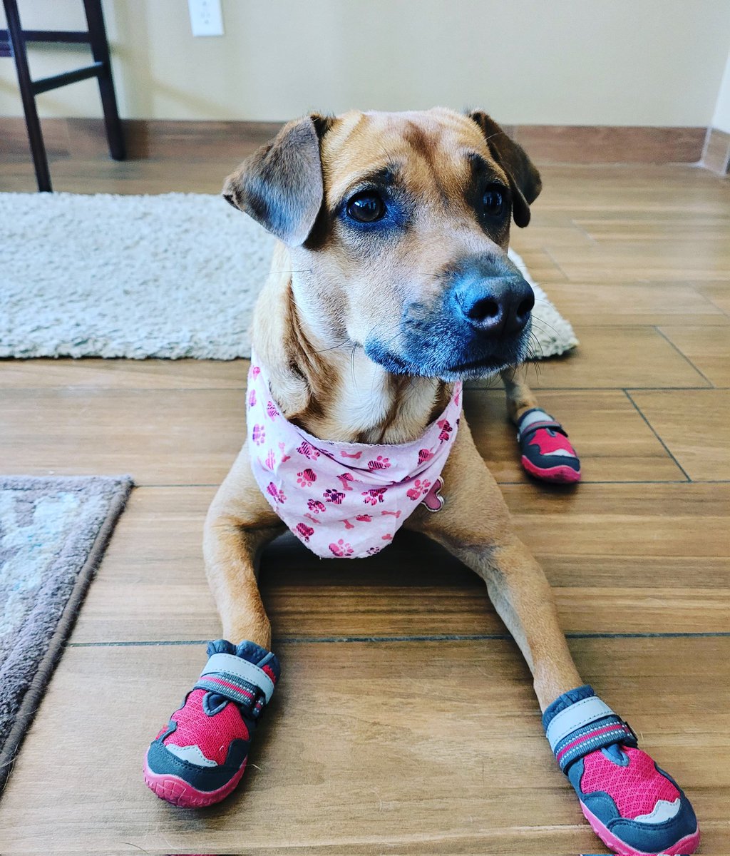rubys_mom's tweet photo. Good morning Furr Frenz! Momz and me are getting ready to take my big hooman big brother hiking before he leaves to boot camp. I think this outfit may work for the hike the next week.
#dogs
#DogsofTwittter
#sharpeagle https://t.co/cAQwghaByJ