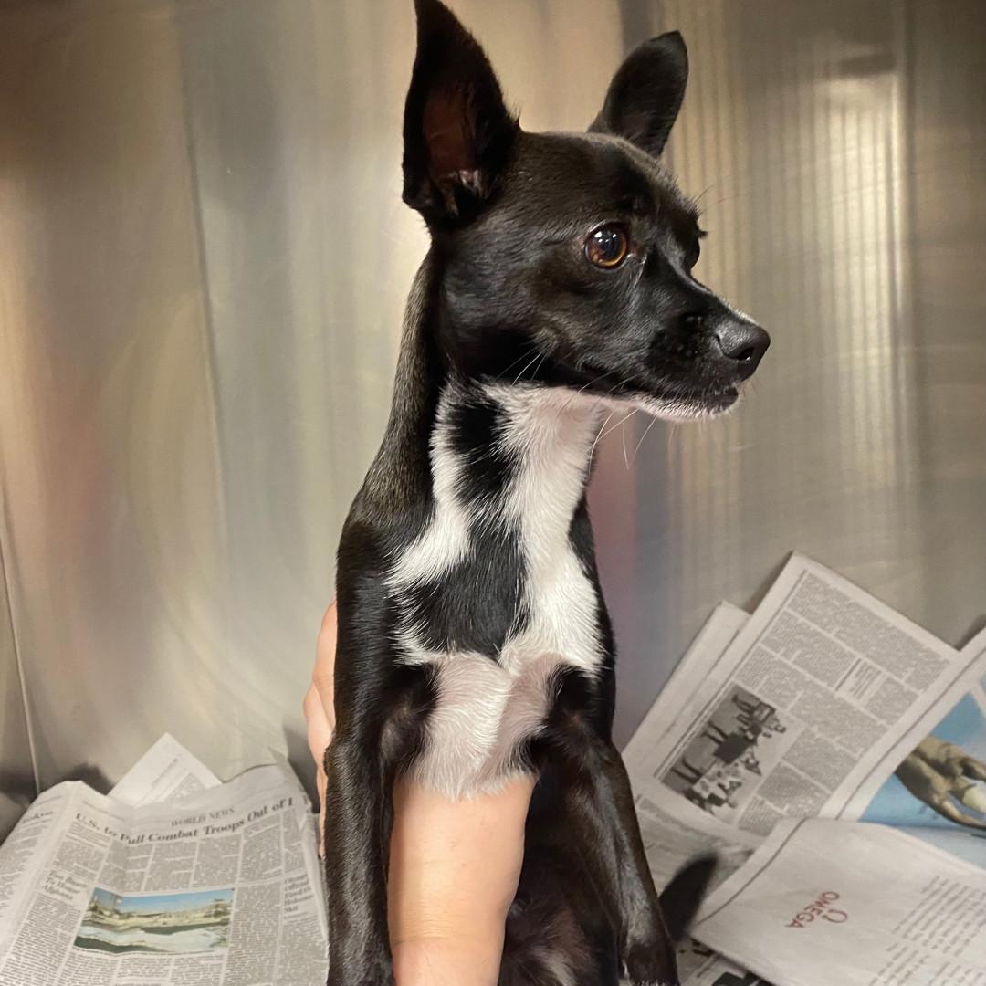 gchscc1945's tweet photo. Do I belong to you? I am a male Chihuahua that was found in front of King High School. Please reclaim me by coming to the Gulf Coast Humane Society with proof of ownership or calling 361-225-0845. #lostdog #stray #male #chihuahua #kinghs #gchscc https://t.co/druvSQM9KE