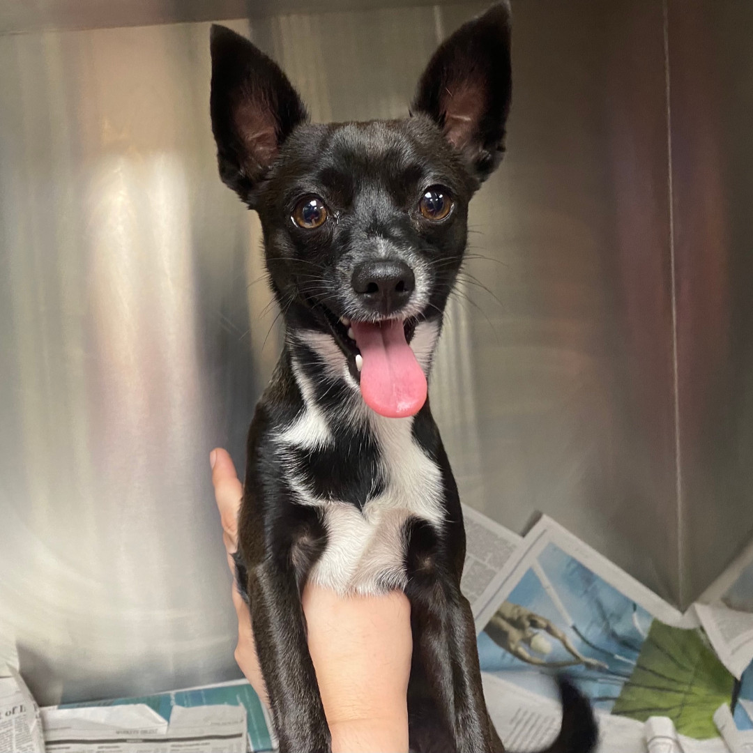 gchscc1945's tweet photo. Do I belong to you? I am a male Chihuahua that was found in front of King High School. Please reclaim me by coming to the Gulf Coast Humane Society with proof of ownership or calling 361-225-0845. #lostdog #stray #male #chihuahua #kinghs #gchscc https://t.co/druvSQM9KE