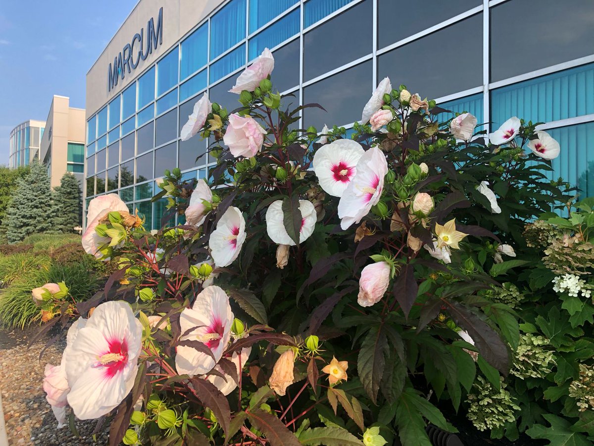 MarcumLLP's tweet photo. Taking a quick break to stop and smell the flowers. 🌺 Thomas Kerr photographed these beautiful hibiscus flowers outside our Mayfield Village, Ohio office. #marcumeverywhere https://t.co/pmfSqldV3q