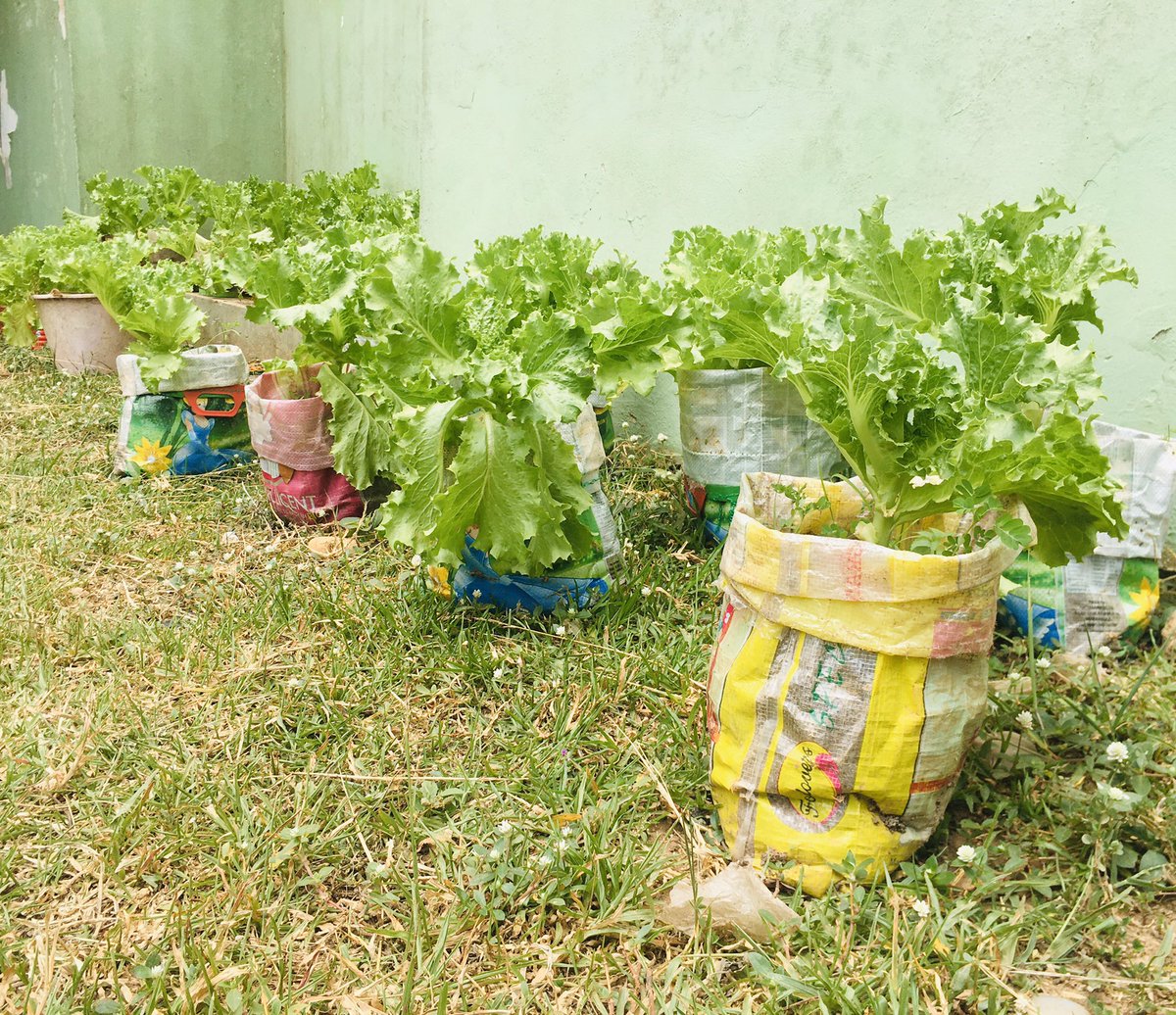 GoshenGlobal's tweet photo. We are fulfilled as an organization when we see how we are impacting future generations positively. This is a student of Takoradi Senior High School. Following the establishment of our #demonstrationfarm in his school. He decided to have his own #homegarden.
#usfsprojects https://t.co/cOyhnd54Vd