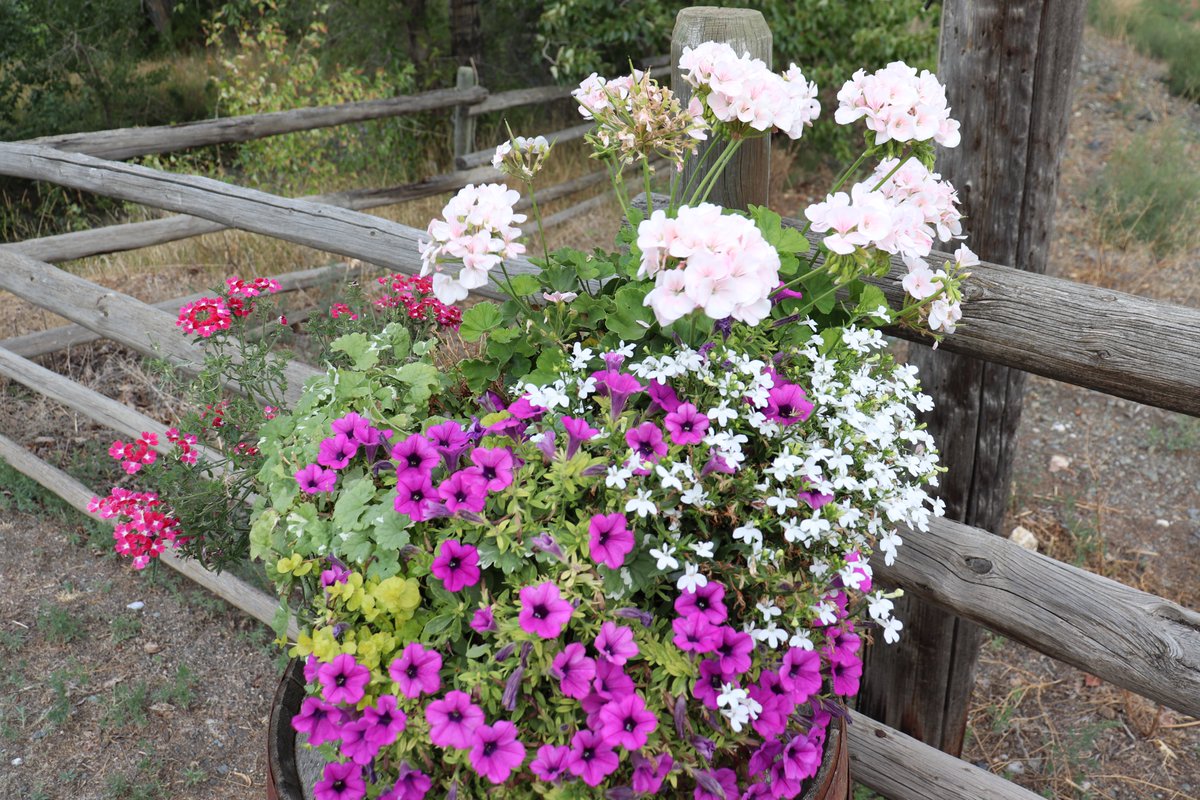 2021 Wisdom Wednesday #21:

Deep in their roots, all flowers keep the light - Theodore Roethke

#HistoricHatCreek #2021season #WisdomWednesday #flowers #ccclives
