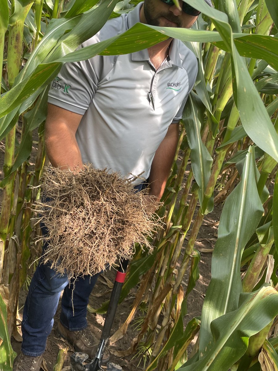 Fertman23's tweet photo. Out with Xceleration AG and Blake from ⁦@NACHURS⁩ still digging roots on Impulse and conceal application checks. Looking good on the in row and conceal application sites. ⁦@NACHURS⁩ ⁦@PrecisionPlant⁩ #impulse https://t.co/qGmiOUuJtd