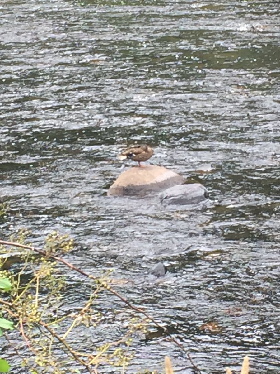 cindiflowwrites's tweet photo. The lazy days of summer in Maine are waning! This duck is enjoying the river in the heat! https://t.co/iEkhASahGJ