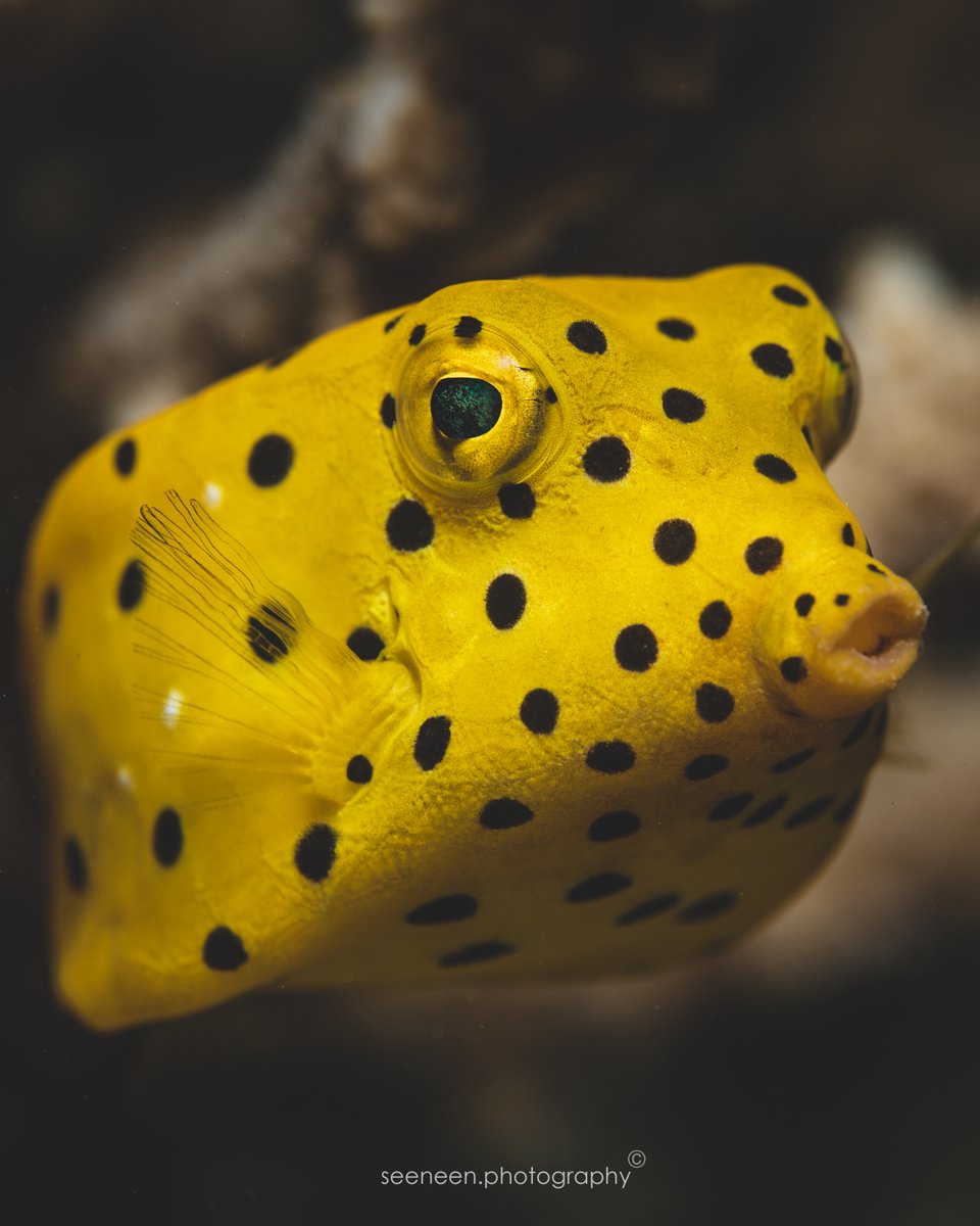 mohamedseeneen's tweet photo. The juvenile Yellow boxfish #Ostracion #cubicus
A delicacy in some parts of the Maldives.
When stressed they release a neurotoxin tetrodotoxin (TTX) from their skin which is lethal to fish around its vicinity. #GirifushiLagoon with @zimswp #Maldives https://t.co/9zBFQeLE4D