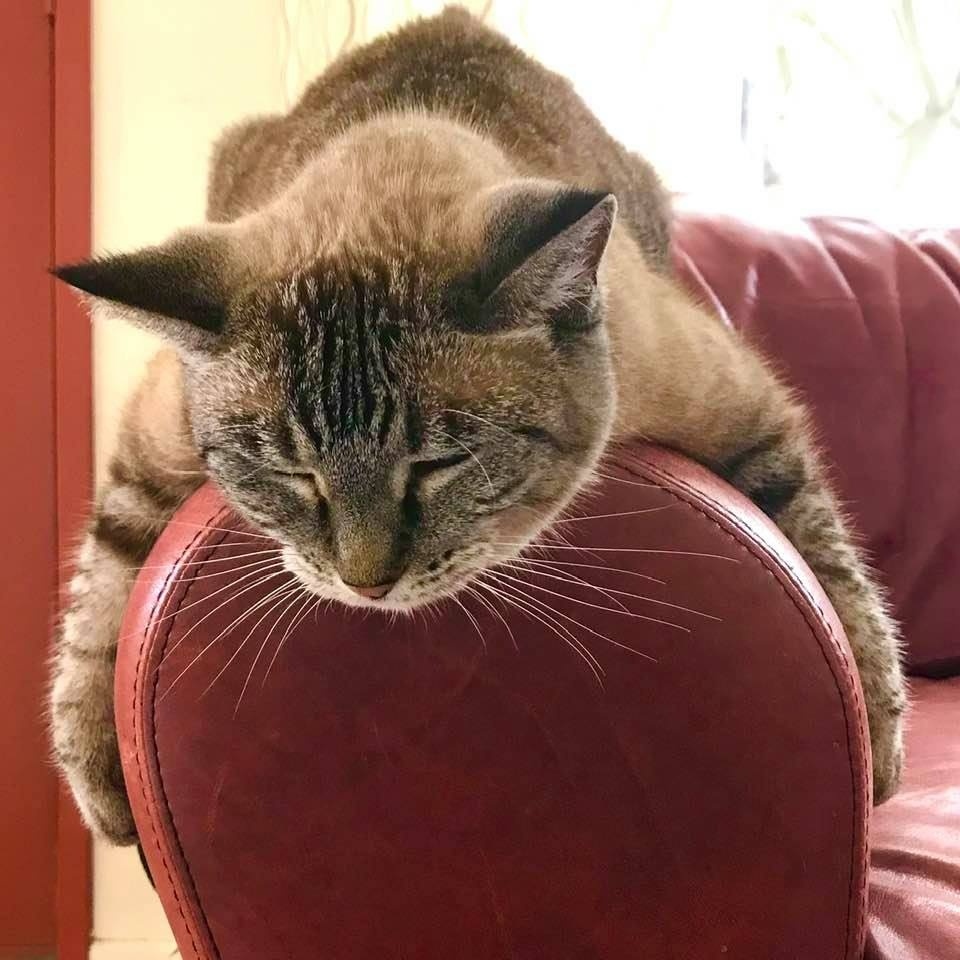 i_Travelearth's tweet photo. Gracie is the best co-worker. Happy, quiet, and never asks for a raise! If she had any say in how I ran my business, it’d be, “A good cat-nap makes everything better”. (she also likes Hawaiian Music!) What would your pet’s mantra be? https://t.co/DbA2Tv4uMB