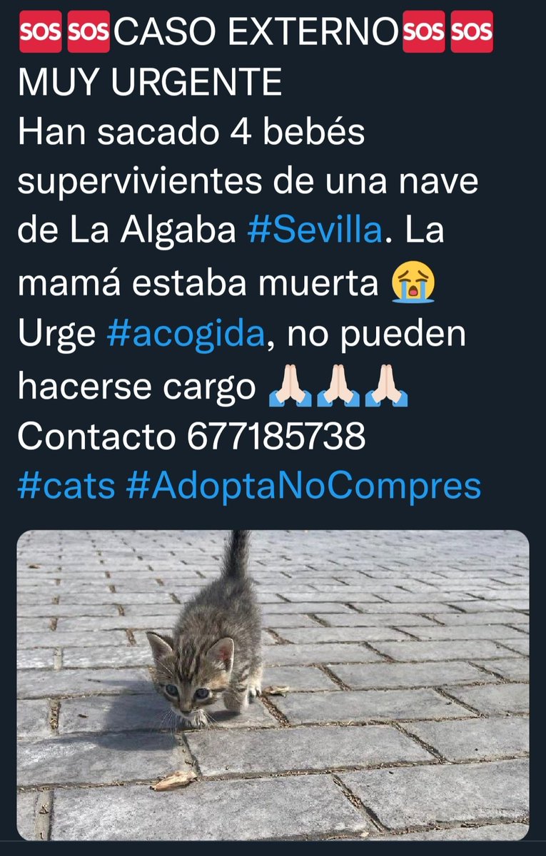 @maolriaga @silviaromera1 <a href="/noanoita3/">noa_noita😘😍💞👨‍👩‍👧‍👦🌸💫🦔🐈🐩🐕</a> <a href="/blau_division/">NS-Fascista-Falange</a> <a href="/Mar_Mar_Maria/">María Martínez</a> <a href="/TamaRindo_ofi/">Tama Rindo</a> <a href="/Lobonegroalfaa/">Jose</a> <a href="/tonideltoro71/">Toni</a> <a href="/unaiwind/">Unai Zarraolandia</a> <a href="/BeatrizAndrino/">Beatriz Andrino</a> 🆘 #Sevilla #Ayuda #acogida #URGENTE para cuatro #gatos #bebe