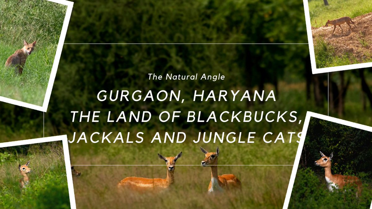 youtu.be/IFBzke08Ep0 A day with Jungle cats, jackals and blackbucks of Gurugram, Haryana. Watch it to see mammals from this millennium city. Do subscribe if you haven't yet. #birdsofharyana #wildlifephotography #nature #birds