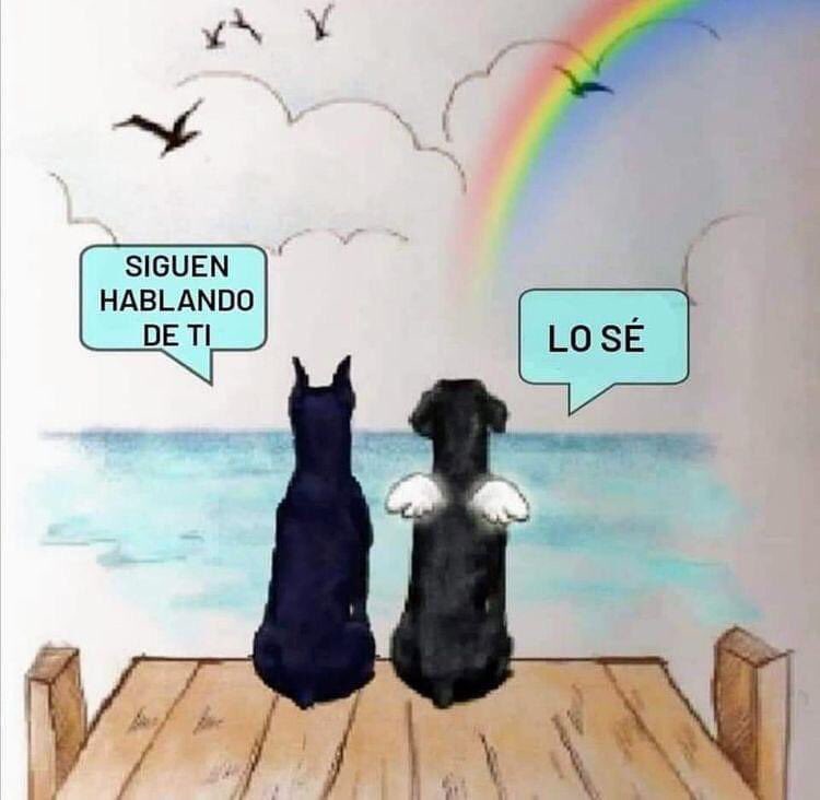 RefugiOceaniCAN's tweet photo. Ellos no se van, se quedan en nuestro corazón. 🥰
Pongan la foto de su angelito peludo para rendirle honor en esta red de amor 💜🐶🐾 https://t.co/3ZOsKAJXnz