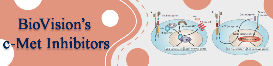 BioVision_Inc's tweet image. BioVision is proud to offer several structurally diverse small molecule c-Met kinase inhibitors for cancer research. hubs.ly/H0VxFzv0 #biotech #biotechnology #science #biology #microbiology #research #dna #molecularbiology #biotechnologist #genetics #biochemistry
