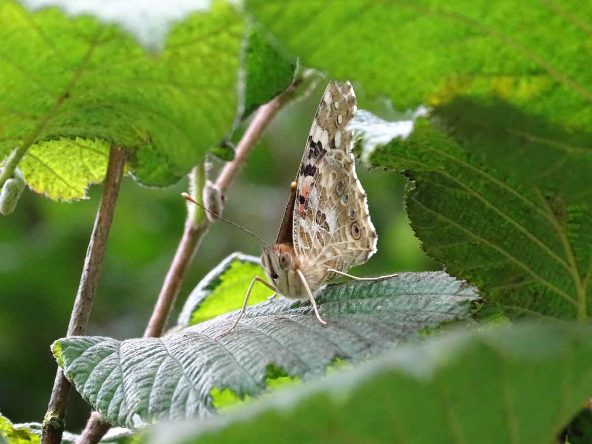 Dakota πΏ (@thisisdakota) on Twitter photo Some recent invertebrates: peacock, common blue, common darter, painted lady π¦ <a href="/BCNI_/">BC Northern Ireland</a> <a href="/UlsterWildlife/">Ulster Wildlife</a> Some recent invertebrates: peacock, common blue, common darter, painted lady π¦ <a href="/BCNI_/">BC Northern Ireland</a> <a href="/UlsterWildlife/">Ulster Wildlife</a>