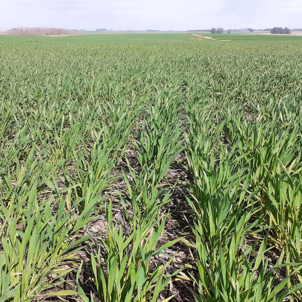 agromil_ltda's tweet photo. #TrigoSYN 211 con 25 kg de #MicrostarPZ
👥 @RizobacterU y Agromil 📍 Ruta 24, Portones de Haedo, Río Negro.
#TrigoSYN211 #MicrostarTrigo https://t.co/SQkK8KbcWl