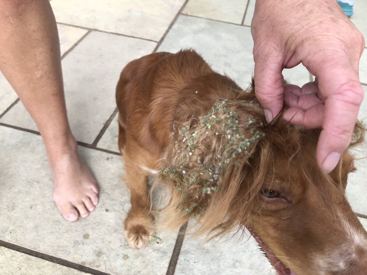 I seem to have one or two burrs in my ears!