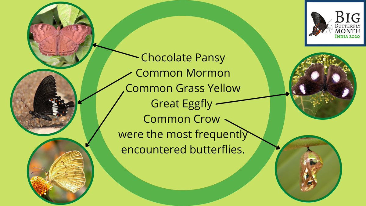 Big Butterfly Month - India tweet media
