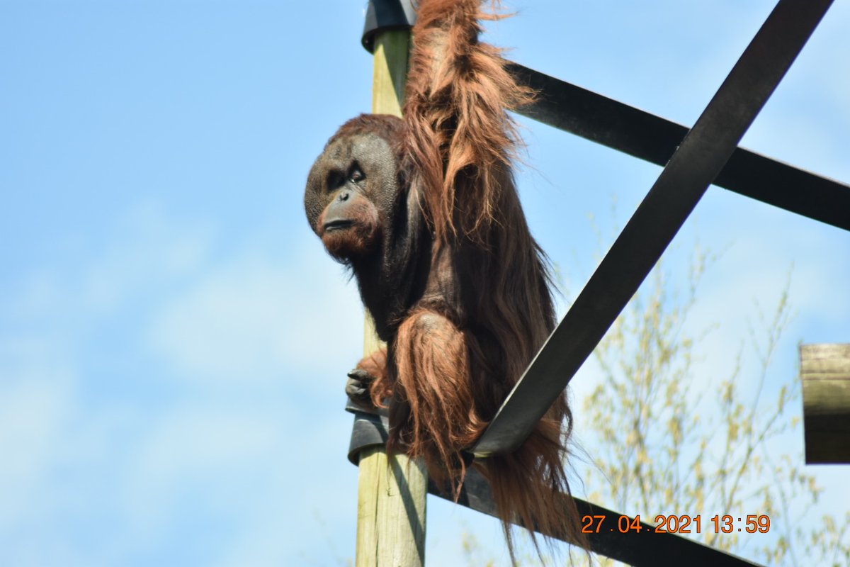 MWApeRescue's tweet photo. It's International Orangutan Day today!
Join us for our LIVE stream at 10:45 at Gordon's group, to learn about the plight of orangutans in the wild &amp; our orangutans here :)
https://t.co/EcUIQ33RjB
If you want to support us, visit the website to see how you can adopt an orangutan! https://t.co/mbBykcF8AA
