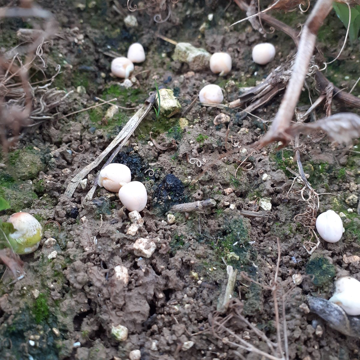 GUYOT Vincent tweet media