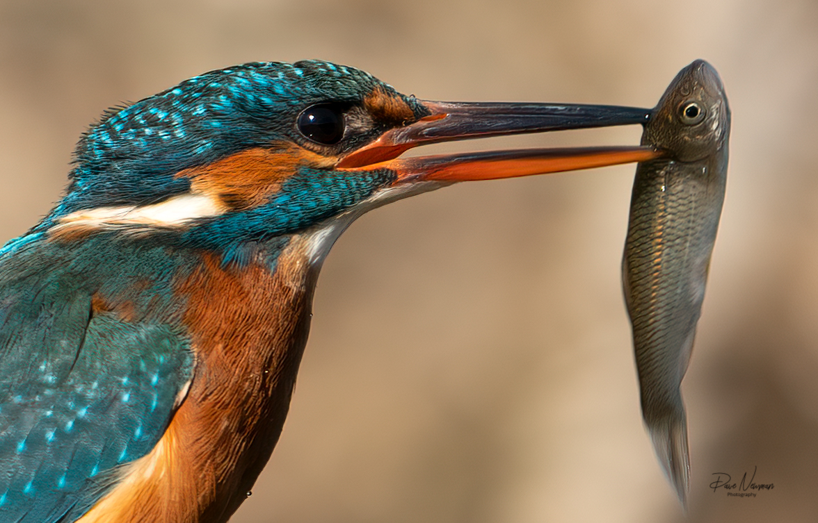 DaveSpherical's tweet photo. Female #kingfisher closeup, down the hatch it goes #vibrant #colours #sparkles #SHARP #Twitterversary #PhotoOfTheDay @FansSpringWatch @looknorthBBC #Lincolnshire #portrait #fish #EatHealthy #swallows #wildlife #amateurphotography #SonyAlpha #photographer #family https://t.co/PavnENtYi2