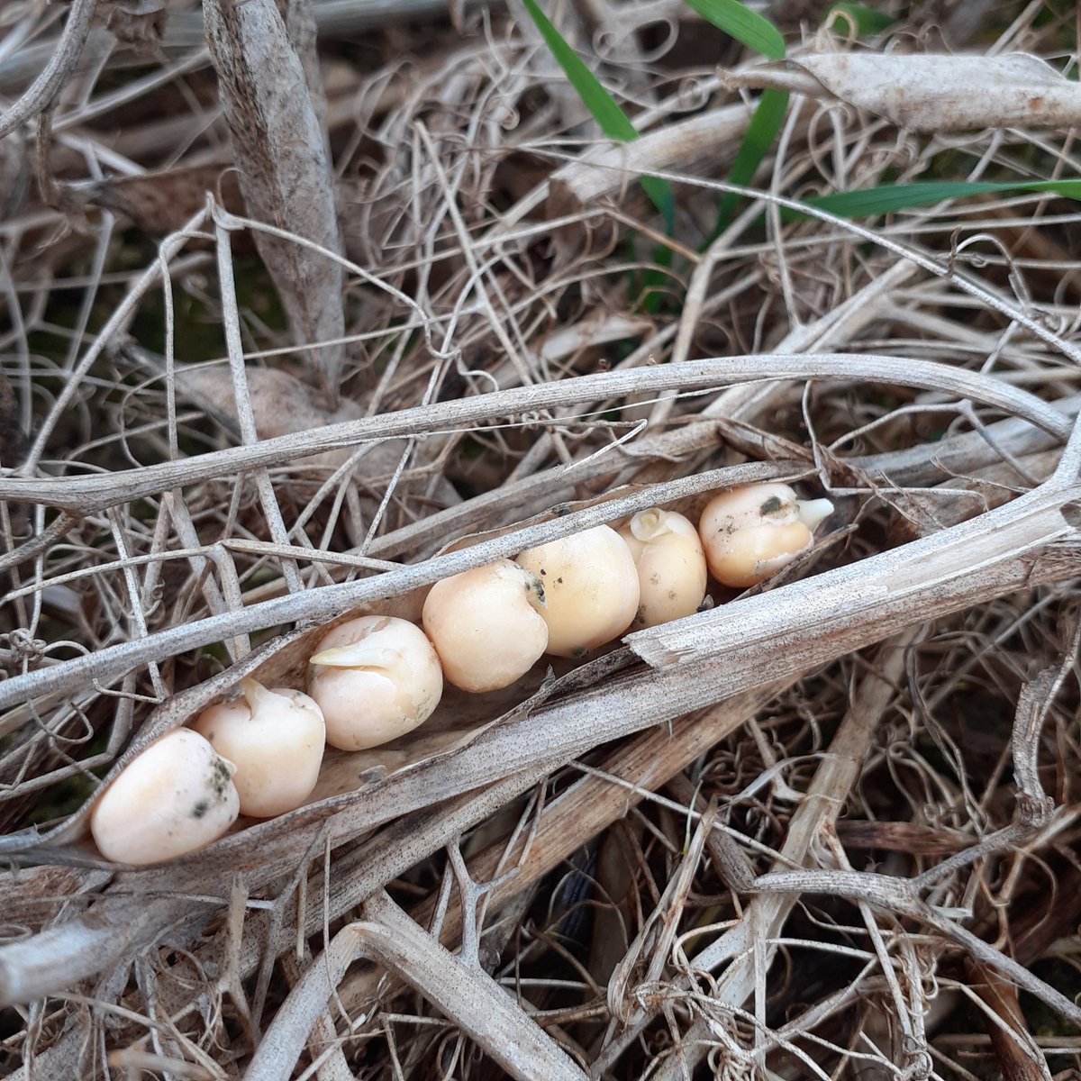 GUYOT Vincent tweet media