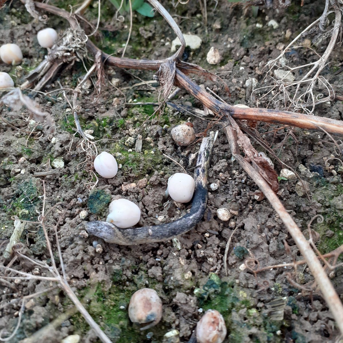 GUYOT Vincent tweet media