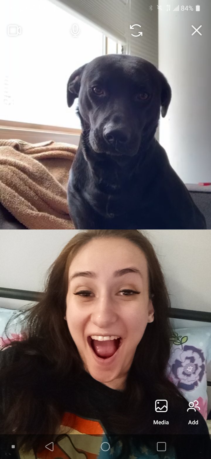 crime-and-punishment-on-twitter-she-didn-t-seem-to-mind-the-dog