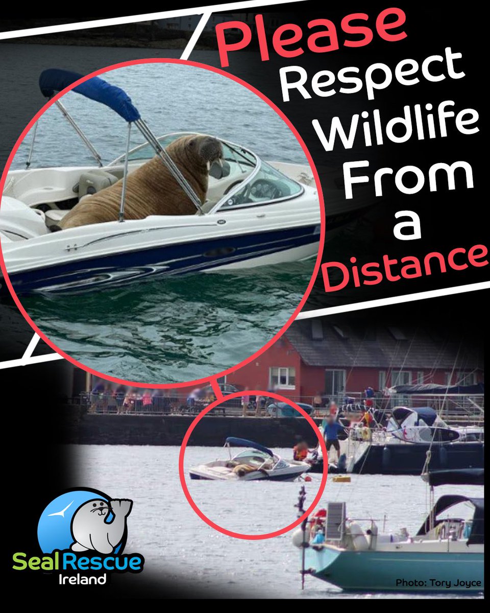 seal_rescue's tweet photo. PLEASE RESPECT WILDLIFE FROM A SAFE DISTANCE: This image shows one of many boats today that came dangerously close to the walrus as he attempted to rest on a boat in the West Cork area. https://t.co/e90ljmESqa