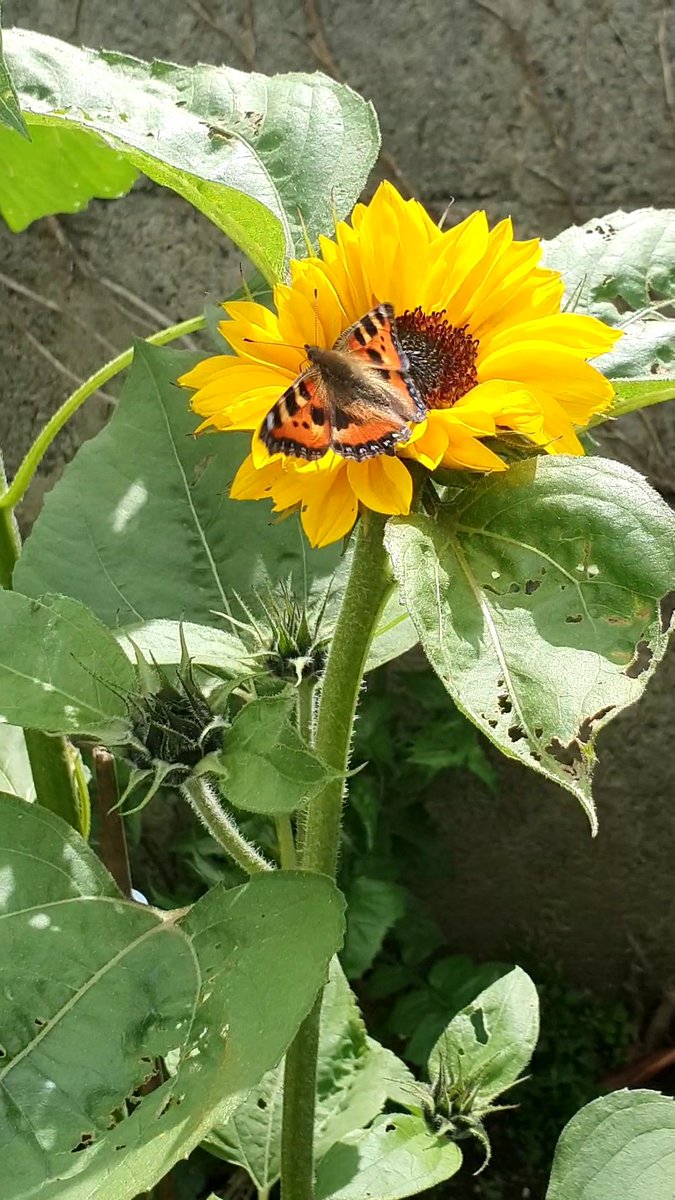 Noelle_KK's tweet image. Butterfly enjoying the sunflowers 🌻 today... #GardenersWorld #StartingToBloom #SunflowerForest #SummerFlowers #ButterflyVisits