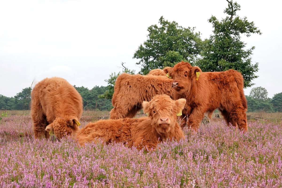 Natuurfotograaf Ben (65) staat oog in oog met Schotse hooglander-jonkies - omroepbrabant.nl/nieuws/3435965…