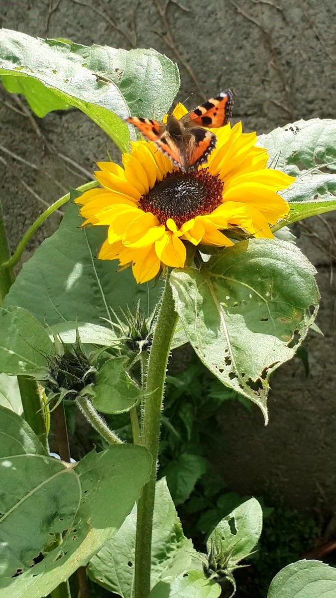 Noelle_KK's tweet image. Butterfly enjoying the sunflowers 🌻 today... #GardenersWorld #StartingToBloom #SunflowerForest #SummerFlowers #ButterflyVisits