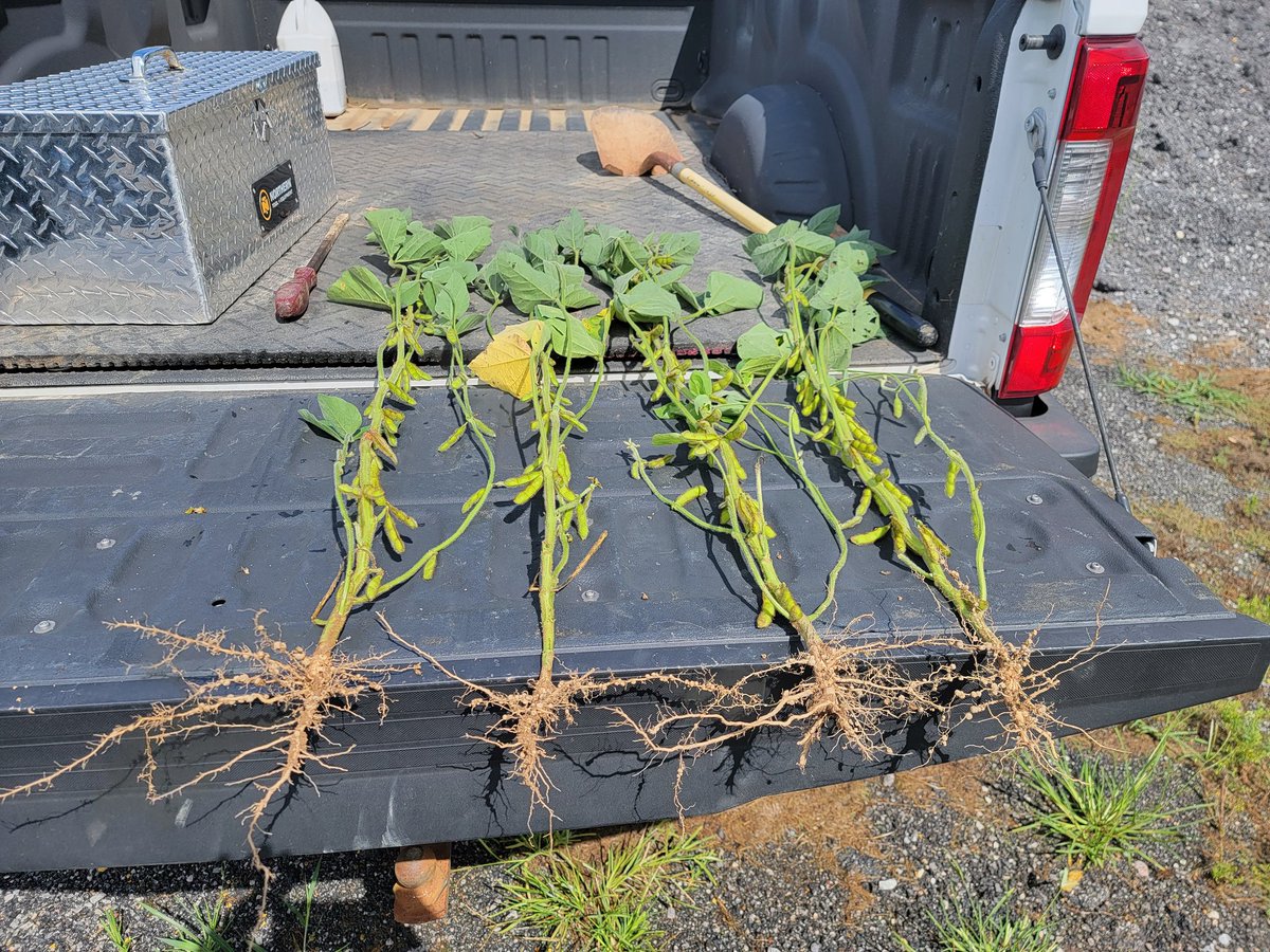 What a great day walking bean plots with @agold_mitchG. He is a wealth of knowledge learning so much.  We will walk corn next. Bean are looking good. <a href="/AgriGold/">AgriGold</a> @AgriGoldCoast <a href="/gmed5/">Gabe.Medinger</a> <a href="/ChrisM_Cooper/">Chris Cooper</a> <a href="/MACC4Yield/">Midwest Advanced Crop Consulting</a> <a href="/montysplantfood/">Monty's Plant Food Company</a> <a href="/CopperheadAg/">Copperhead Ag</a> @ABM1st  @agold_john
