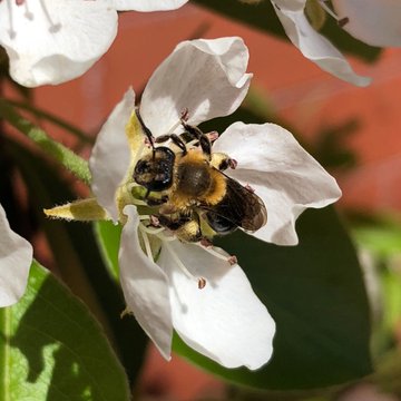 [Canada--ON] PhD in sustainability of crop pollination by wild insect ...