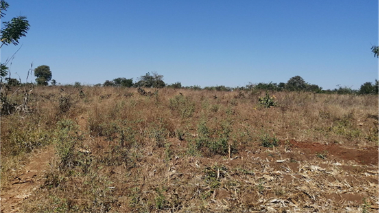 GCRF_BRECcIA's tweet photo. Read Dr Chengxiu Li's (@gaxiuer) latest blog on her research on agricultural expansion in #Malawi, and its potentially severe implications for #foodsecurity in the near future:

https://t.co/17S0rjmC0h https://t.co/fiO4Hfnq4c