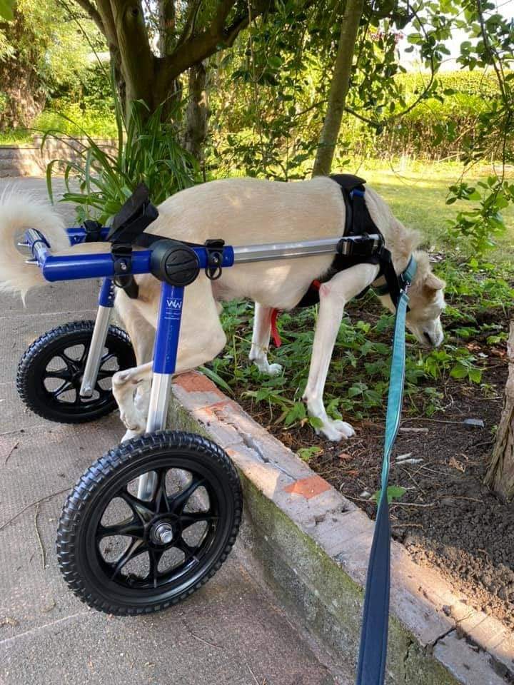 'If the kindest souls were rewarded with the longest lives, dogs would outlive us all' ~ @RickyGervais. PLEASE help MANY more disabled #dogs like Victor below by donating ANY amount, large or small, at gofund.me/0272377a #DogsofTwitter 🐶 💕