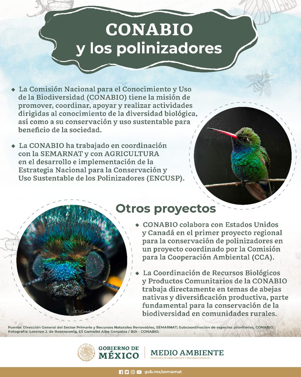 La @Conabio, en coordinación con la #Semarnat y <a href="/Agricultura_mex/">Secretaría de Agricultura y Desarrollo Rural</a>, ha trabajado en desarrollar e implementar la Estrategia Nacional para la Conservación y Uso Sustentable de los Polinizadores, #ENCUSP, con el fin de proteger a nuestros #polinizadores. 🌺🐝🐦🦋🦇

Te contamos. 👇🏽