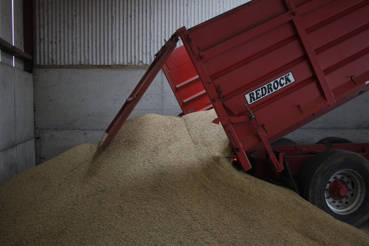 A lot of tractors, trailers and combines on the roads of Kildare today. This is our first barley of the season. #churchofoak #monasterevin