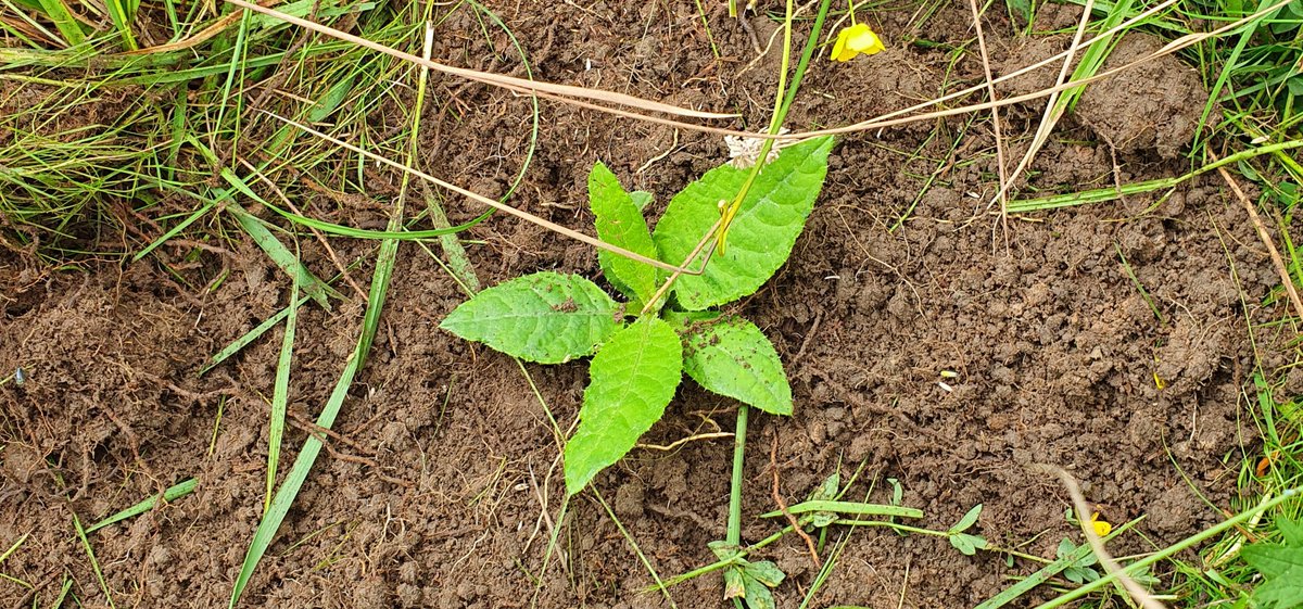 Wild Lakeland tweet media