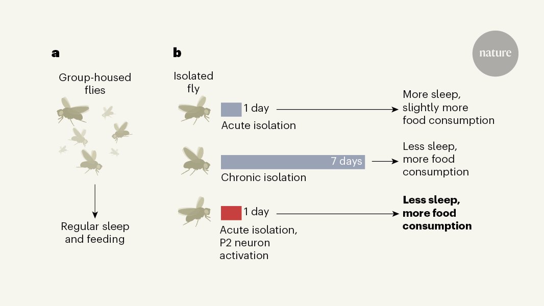 Nature News & Views (@naturenv) on Twitter photo Chronically lonely flies overeat and lose sleep. Read more about this model of social isolation in this excellent N&V by <a href="/jlevmail/">Joel Levine</a>
go.nature.com/2W3qVlu Chronically lonely flies overeat and lose sleep. Read more about this model of social isolation in this excellent N&V by <a href="/jlevmail/">Joel Levine</a>
go.nature.com/2W3qVlu