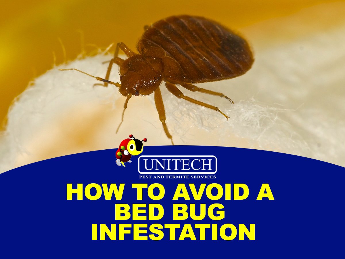 unitechpestcom's tweet photo. Bed bugs are a problem in St. Louis. There are effective options for eliminating bed bugs. The best way to eliminate bed bugs from your home is to get professional help. Unitech offers bed bug treatment services that are quick and effective. #UnitechPest #StLouisPestControl https://t.co/hLZqS9MtYY