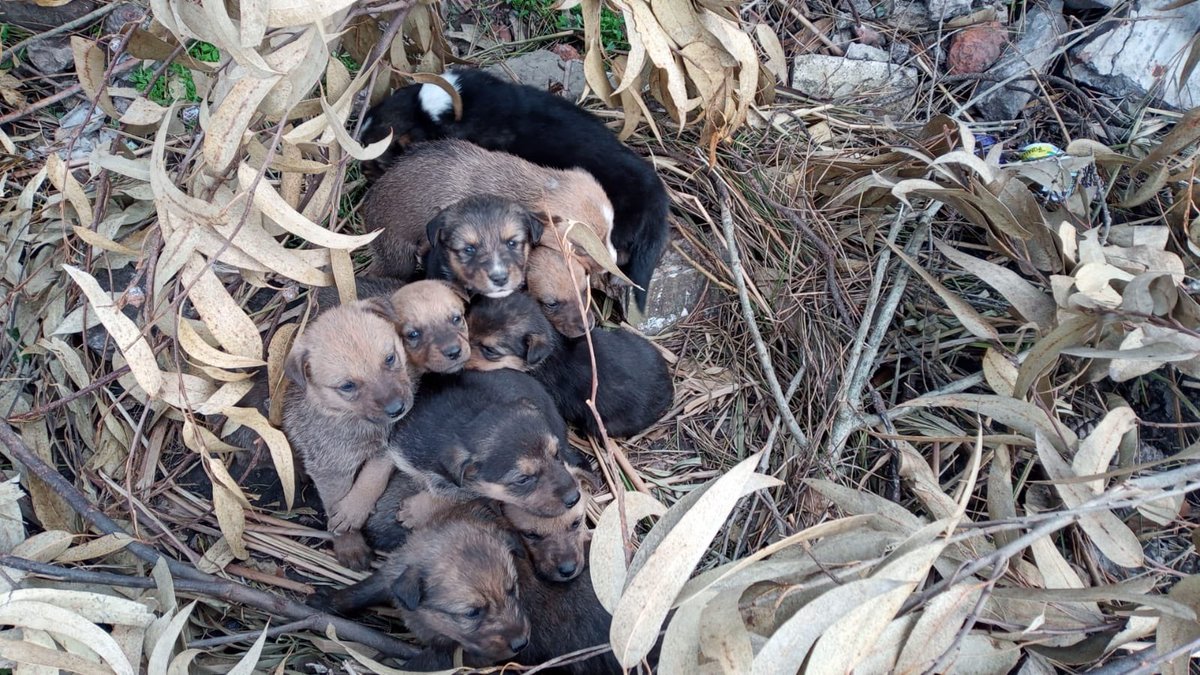 cotyspadafore's tweet photo. Doy en adopción, mi papá los encontró en un basural, si comparten es de gran ayuda.
Ayúdenme a cambiarle la vida 🙏🏻 https://t.co/rs4vXS8iLH