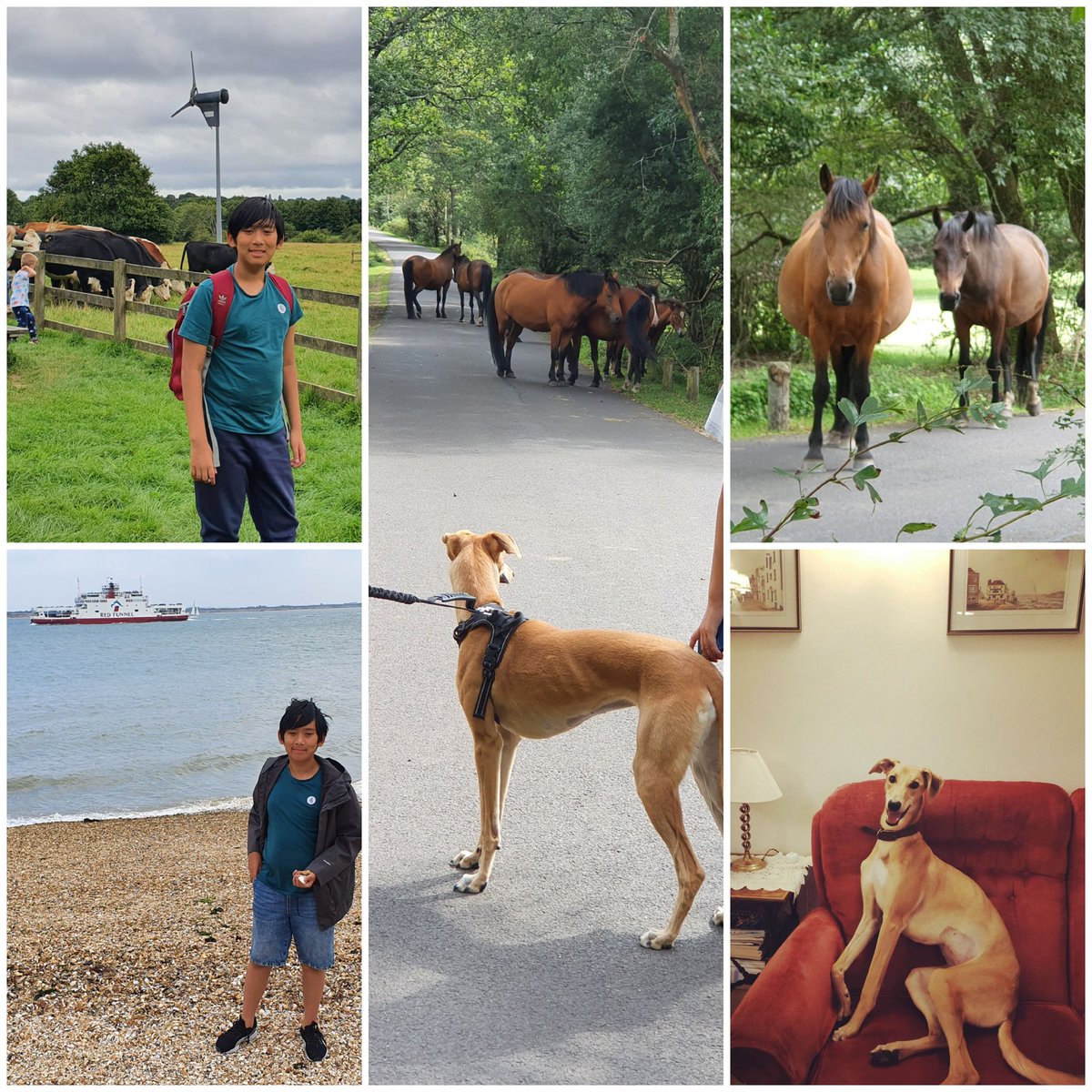 Poons191's tweet photo. #staycation 2021 #Southampton #SummerAfterLockdown with #cows #Horses #dog and #SEA #countrylife #dogsoftwitter 😍 https://t.co/f1Aq2WQBX1
