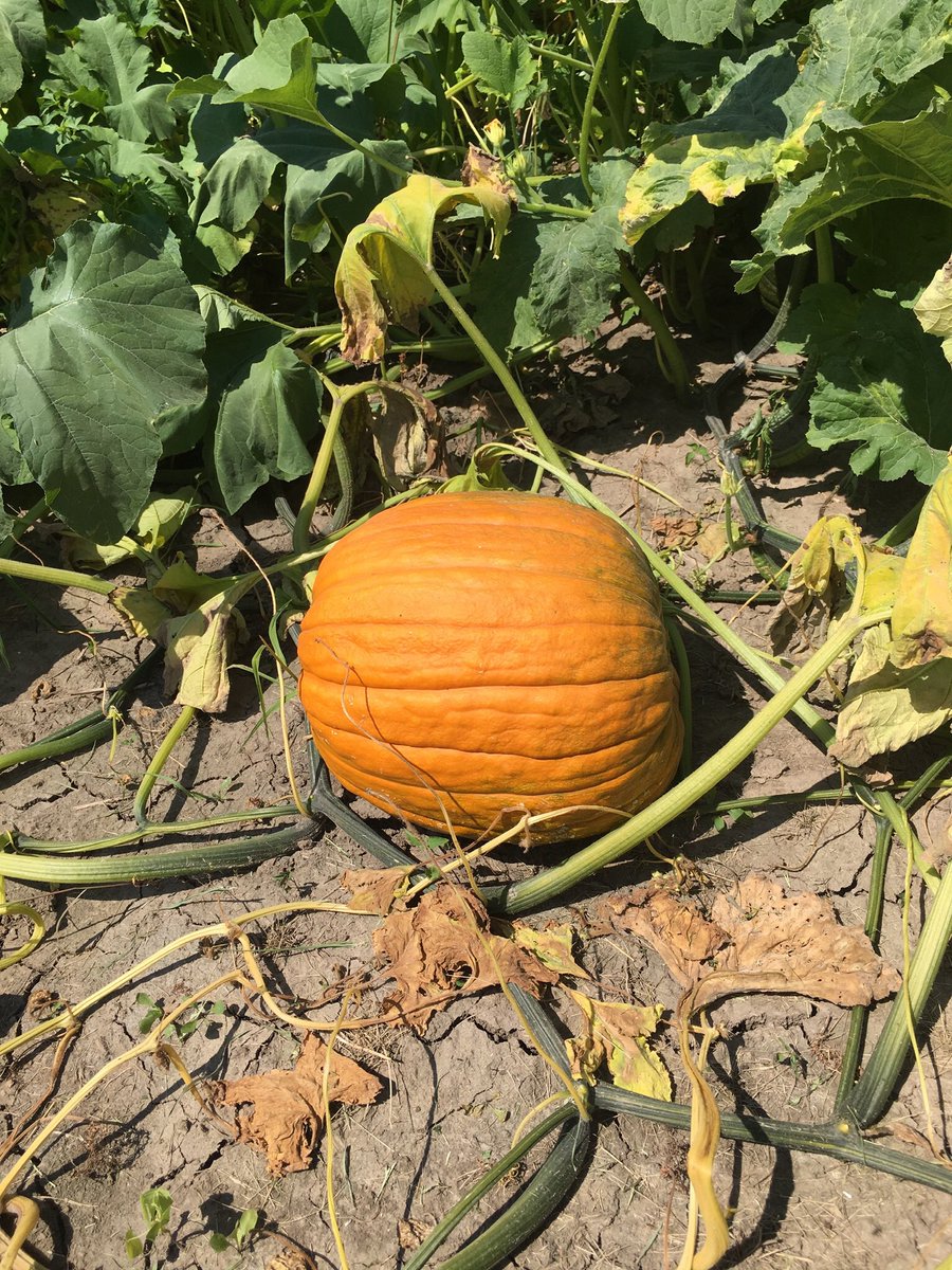 pumpkin.
