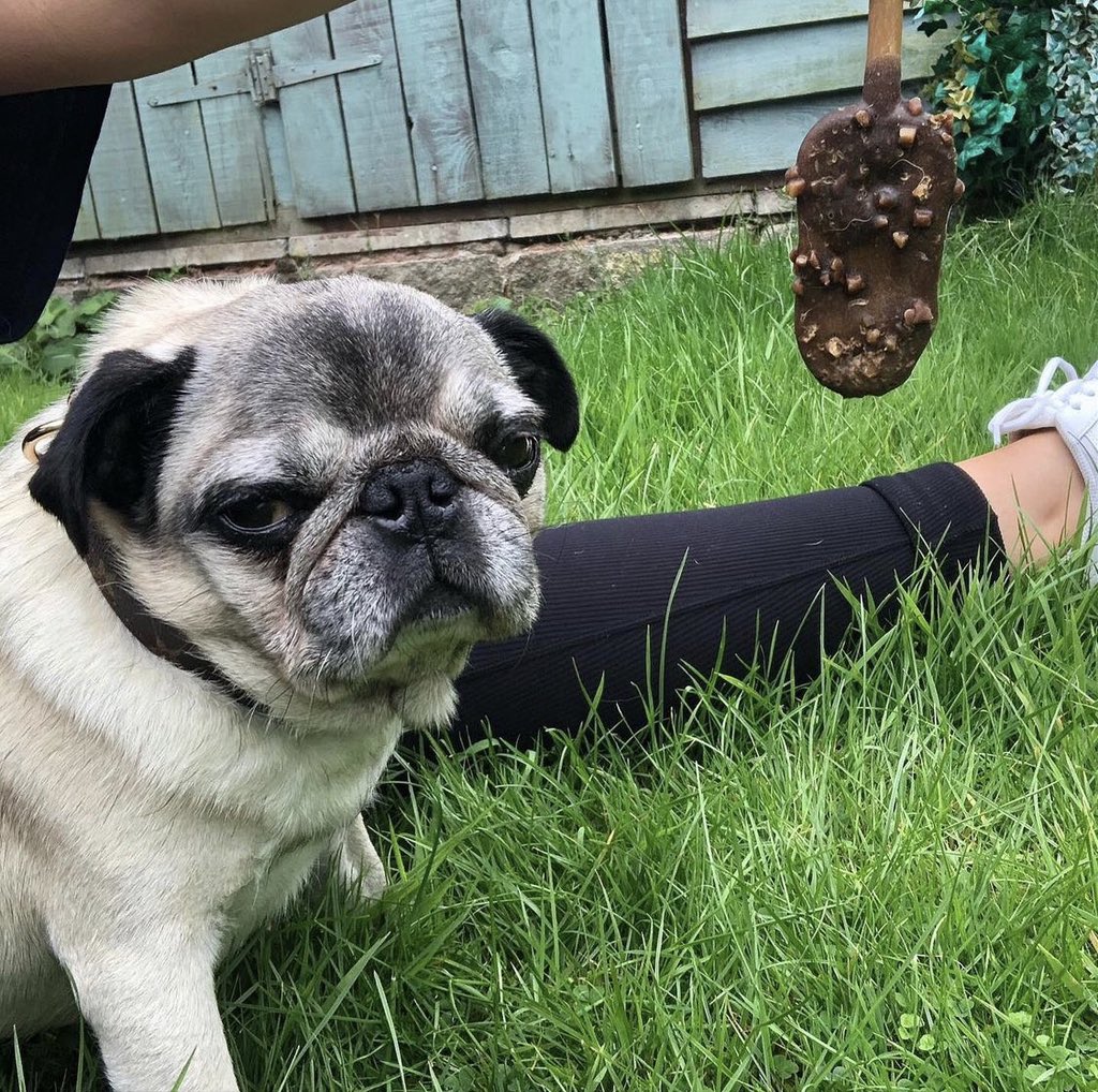 fancypetsstore's tweet photo. A couple of out-takes from today’s shoot!

One of our OG models named Bruce, he’s the best ✨💙
… he’d had enough by the last photo though, as you can see!
.
.
.
#pet #dog  #petshoponline #follow #wednesdaywisdom #wednesday #love #petstore #uksmallbusiness #newbusiness #bhfyp https://t.co/mhYqbfUeLW