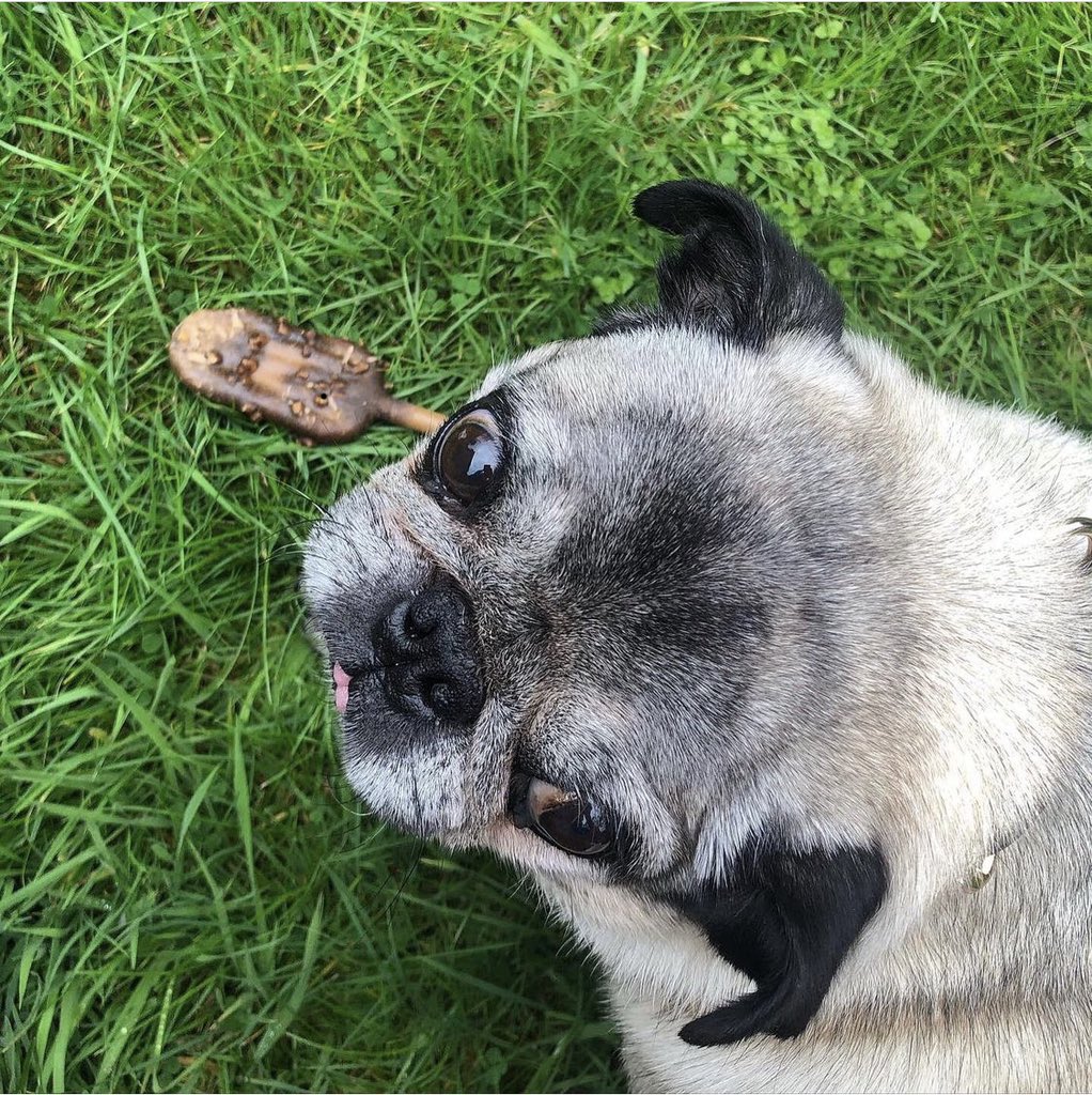 fancypetsstore's tweet photo. A couple of out-takes from today’s shoot!

One of our OG models named Bruce, he’s the best ✨💙
… he’d had enough by the last photo though, as you can see!
.
.
.
#pet #dog  #petshoponline #follow #wednesdaywisdom #wednesday #love #petstore #uksmallbusiness #newbusiness #bhfyp https://t.co/mhYqbfUeLW