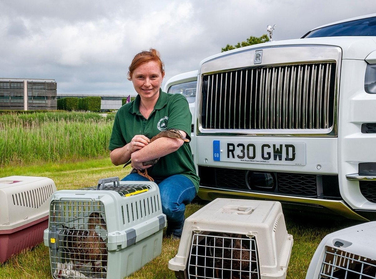 ROLLS-ROYCE to the rescue in Duck Drama
A Family of seven orphaned ducklings have been given residence at the Home of Rolls-Royce. 

Rescued after being found by the site security team they where cared for and raised to adulthood by staff at local Brent Lodge Wildlife Hospital.