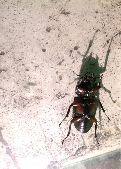 アカアシクワガタ発見
鎌倉彫のような趣があるのう 